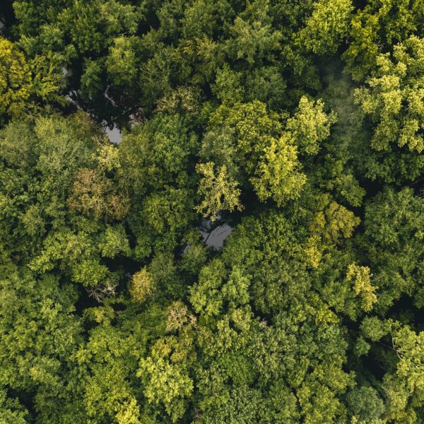 Trees from above